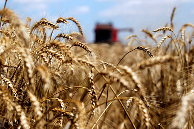 В России в 2024 году уже собрали вдвое больше зерновых, чем в 2023 году