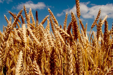 Михаил Мишустин рассказал о факторах повышения эффективности АПК