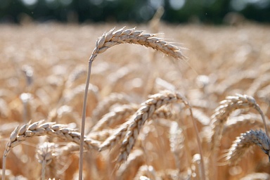 Закупки зерна в государственный интервенционный фонд начнутся в августе