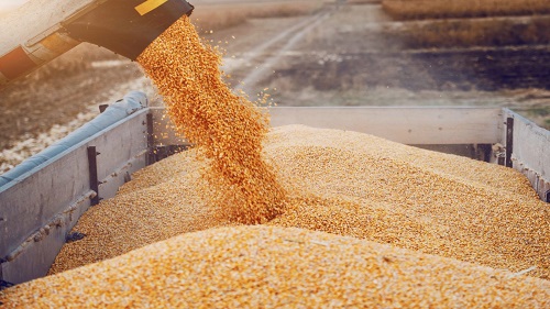 Минсельхоз спрогнозировал сбор зерна в 2022 году на уровне 123 млн. т.