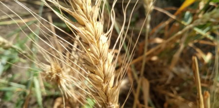 В России создали зимостойкий и урожайный гибридный сорт озимой пшеницы