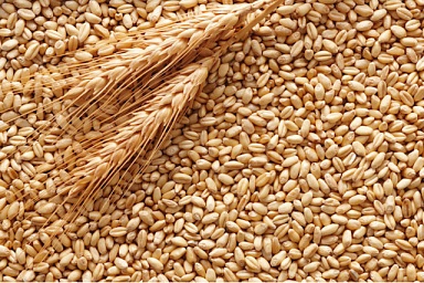Донские ученые предложили новый способ уборки зерновых с сохранением их питательной ценности