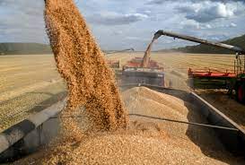 Путин сообщил, что Россия экспортировала около 22 млн тонн зерна за последние пять месяцев