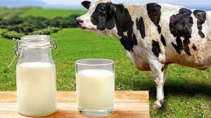 Объём реализации молока в сельхозорганизациях вырос на 2,2%