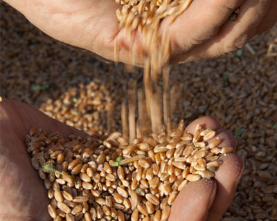 Объем закупок зерна в госфонд России в пятницу составил 30510 тонн