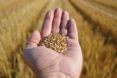 На Ставрополье за два месяца 2026 года экспорт продукции АПК составил более 113 тыс. тонн