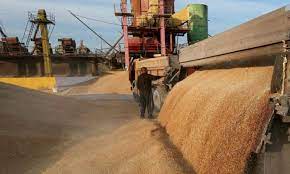 Экспорт российского зерна остается устойчивым