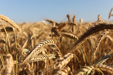 Липецкие зерновые компании изучают новые рынки сбыта