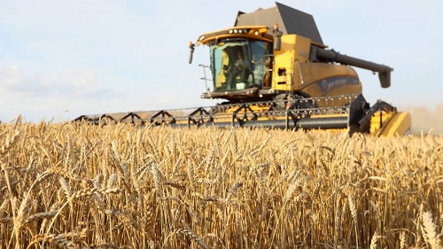 Зерно взошло на поддержке: как государство поддерживает аграриев