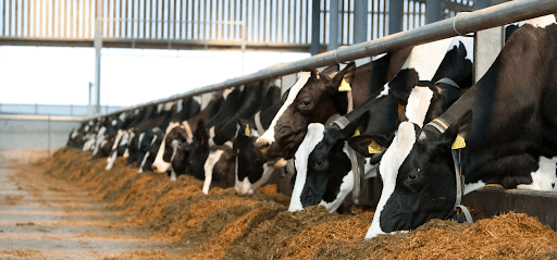 В Омской области внедрят сорговые культуры для решения проблемы нехватки кормов для скота