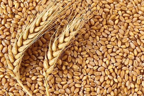 Россия готова безвозмездно поставить беднейшим странам до 500 тыс. т зерновых