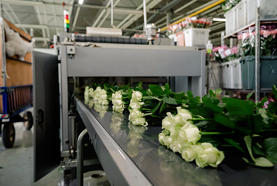 «Россети» обеспечили мощностью развитие одного из крупнейших розариев России