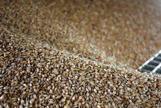 Аналитики снова повысили прогноз урожая зерна