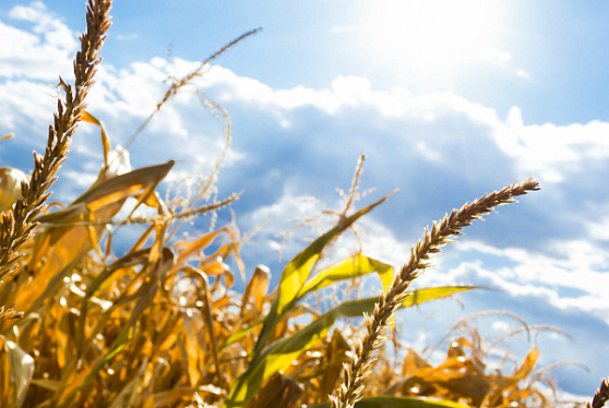 Центробанк одобрил российский товарный индекс на пшеницу