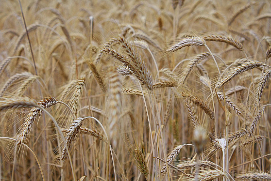Запасы зерна в сельхозорганизациях РФ к 1 апреля превысили 16,3 млн т