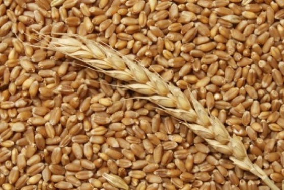 Пшеница, мука и кукуруза из народных республик Донбасса скоро поступят на российский рынок
