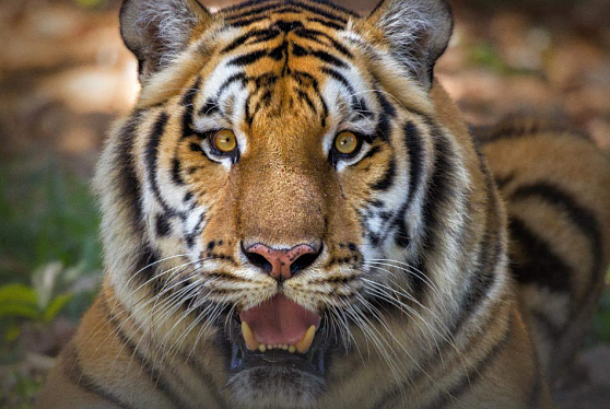 Росприроднадзор контролирует соблюдение требований к содержанию и использованию в неволе диких животных