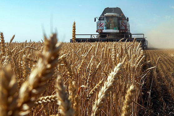 Эксперт считает, что РФ станет в этом году единственной страной с высоким урожаем зерна