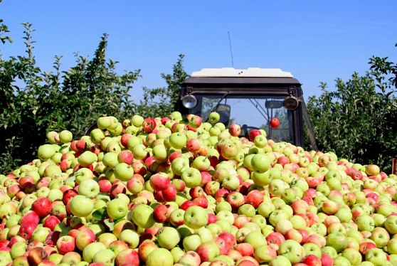 Сбор плодов и ягод в России с начала 2022 года вырос в 1,4 раза