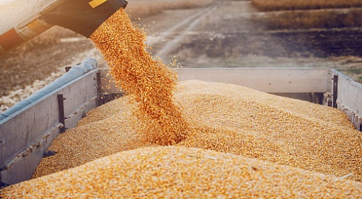 Минсельхоз спрогнозировал сбор зерна в 2022 году на уровне 123 млн. т.