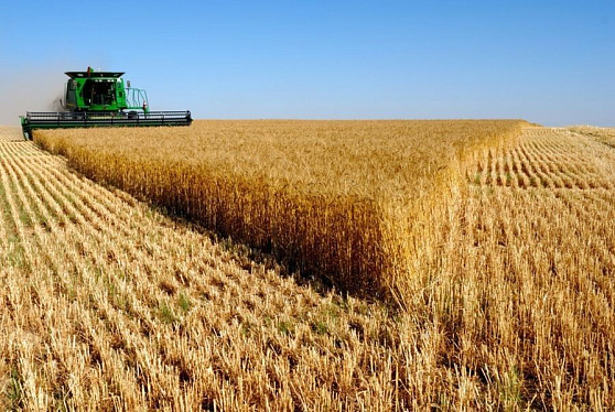 Ростовская область в I полугодии увеличила производство сельхозпродукции на 13,7%