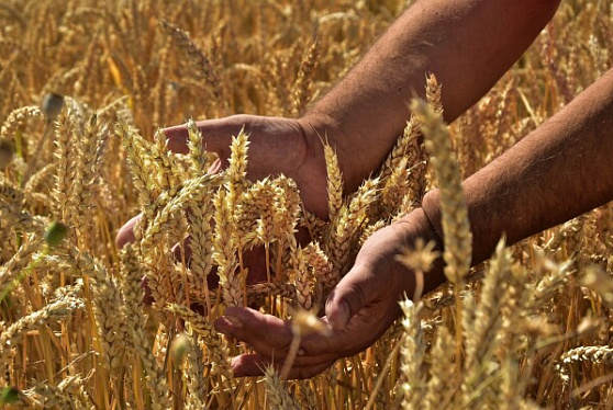 Экспортеры наращивают спрос на пшеницу