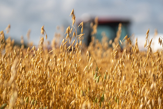 РФ может увеличить экспорт пшеницы в сентябре на 15% по сравнению с августом – аналитики