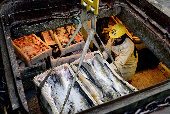 С системой "Меркурий" Россельхознадзора работают больше 80 стран