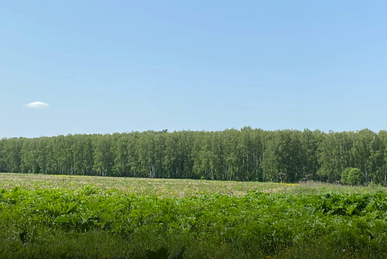 Рослесхоз: более 200 участков сельхозземель могут использоваться для ведения лесного хозяйства