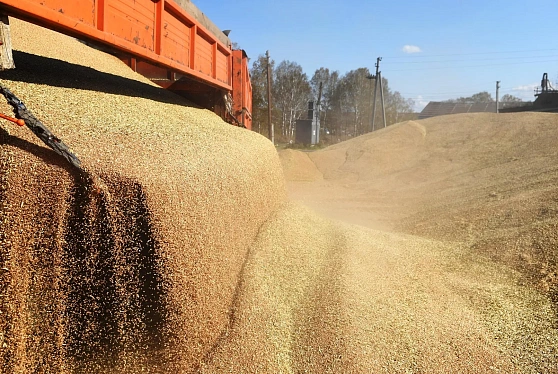 Московская биржа начала расчет индекса стоимости пшеницы