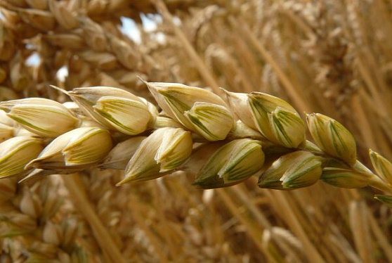 В России вывели два новых сорта пшеницы. Одна из них — фиолетовая