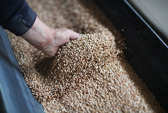 НКХП увеличил перевалку зерна на экспорт на 73,8 процента