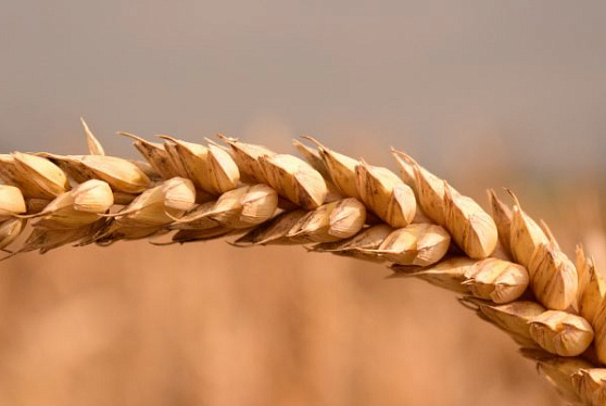 Ориентир для внебиржевых сделок: зачем НТБ начала расчет индекса стоимости пшеницы
