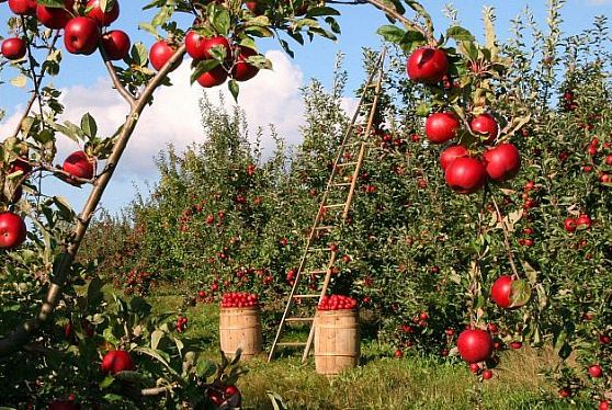 Урожай плодов и ягод в стране к 2025 году составит около 2 млн тонн