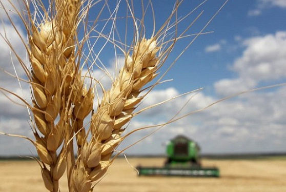 В России сбор пшеницы в этом году может составить рекордные 87 млн т, общий урожай - выше 130 млн т - эксперт