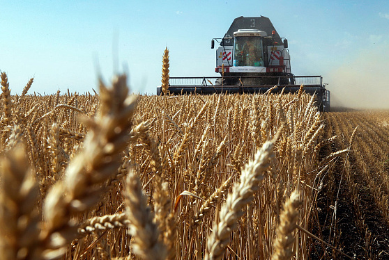Путин заявил, что урожай зерновых в России в 2022 году может превысить 140 млн тонн