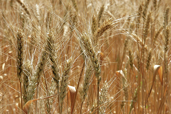 НТБ: закупки зерна в госфонд России составили 1,35 тысяч тонн 30 августа