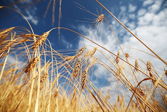 В Госфонд на текущую дату закуплено 1,886 миллиона тонн зерна на 28,455 миллиарда руб.