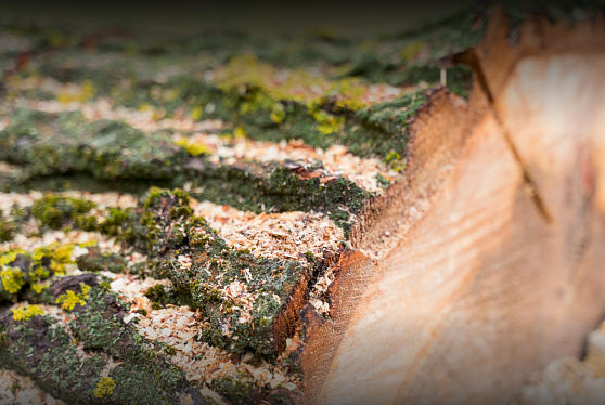 Рослесхоз: в России с начала 2025 года незаконная рубка сократилась почти на 30%