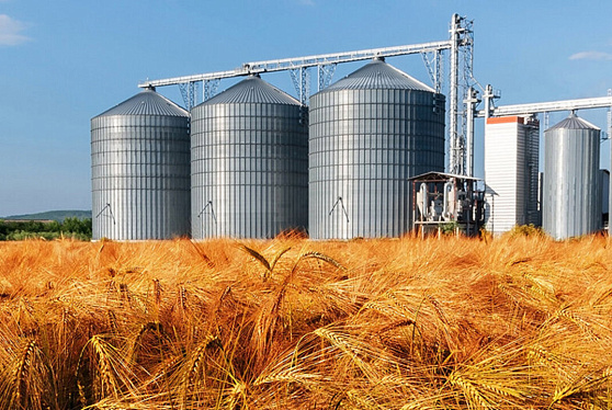 Запасы зерна у заготовителей и переработчиков на 19% больше прошлогодних