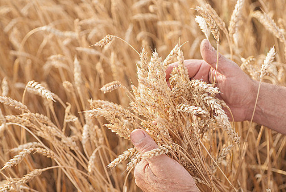 НТБ: закупки зерна в госфонд России составили четыре тысячи тонн 6 сентября