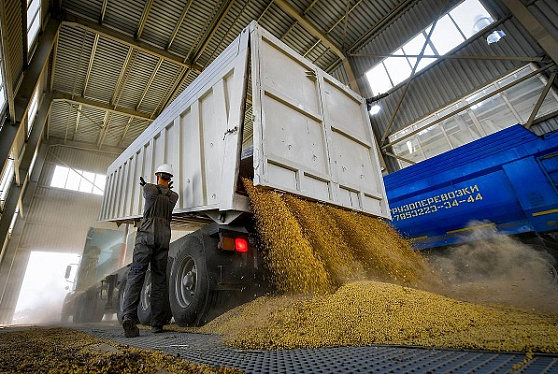 Цены на пшеницу в РФ в конце апреля продолжили снижение