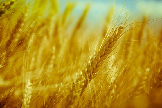 В 2022-23 сезоне, по прогнозу IGC, Россия получит больше зерна почти на 10 млн. тонн 
