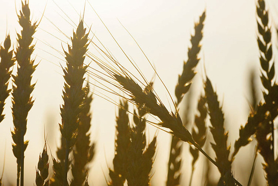 The Times: Россия смогла взять под контроль мировой рынок пшеницы