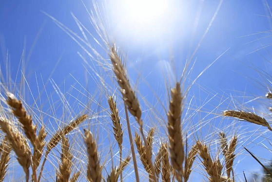 Омские ученые создали импортозамещающую твердую пшеницу для макарон