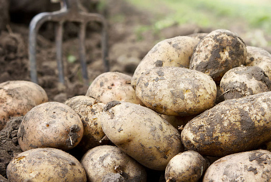 Тверские ученые создали препарат для повышения урожайности картофеля