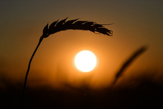 Урожай пшеницы в России в этому году может достичь рекордного уровня