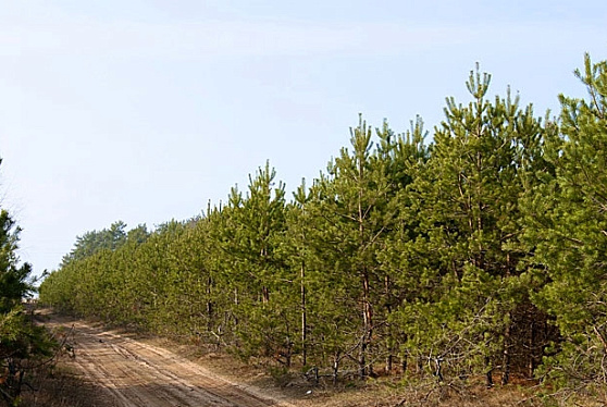 В России площадь лесов выросла почти на 460 тыс. га за год