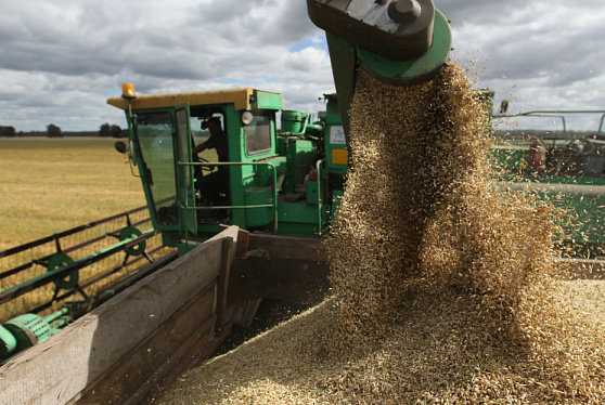 РФ ко 2 сентября увеличила сбор пшеницы почти на 22 млн т до 88,2 млн т